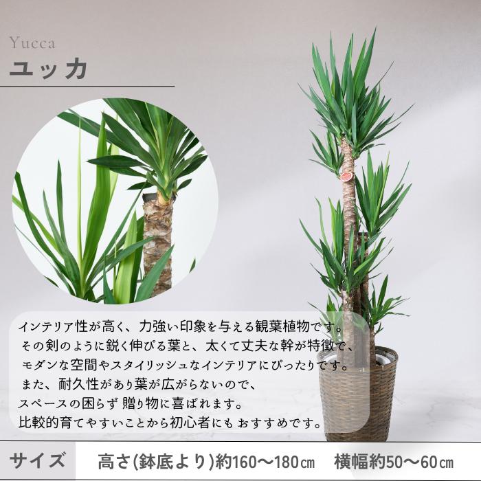 鉢と品種が選べる10号鉢 ドラセナ幸福の木／パキラ／ユッカ／ドラセナ 