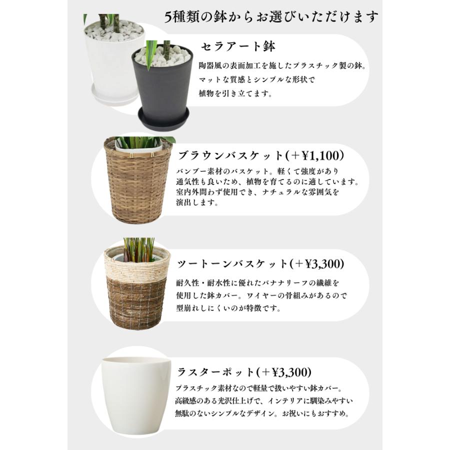 ユッカリギダの苗9株セット yukkarigida2.jpg