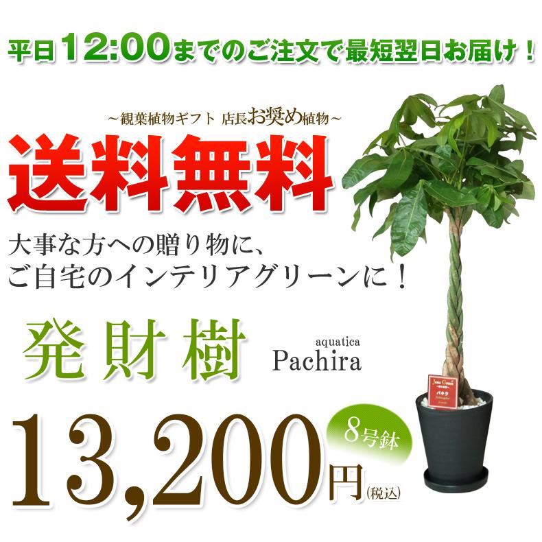 観葉植物 大型 パキラ アクアティカ 発財樹 8号 黒丸鉢 白丸鉢 受け皿付 約1cm 開店祝い 開業祝い 新築祝い 各種お祝い ギフトに Pakira 8b 花盛り 通販 Yahoo ショッピング