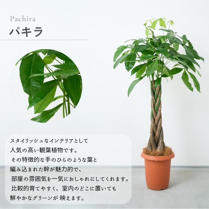 観葉植物 大型 パキラ アクアティカ 発財樹 8号 選べる鉢カバー 観葉植物 大型 パキラ アクアティカ 発財樹 8号 選べる鉢カバー