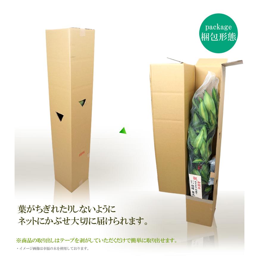 観葉植物 大型 パキラ アクアティカ 発財樹 8号 選べる鉢カバー 受け皿