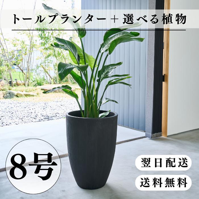 トールプランター 8号 選べる観葉植物 おしゃれな鉢カバー 植木鉢 大型