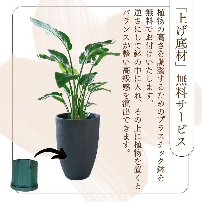 トールプランター 8号 選べる観葉植物 おしゃれな鉢カバー 植木鉢 大型