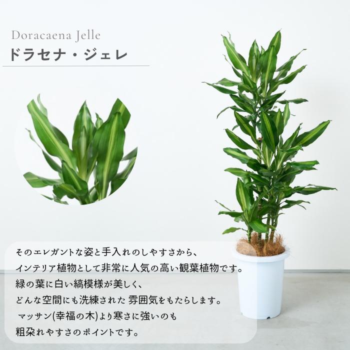 リリー 】8号 鉢 プランター カバー 高級 植物 室内 野外 鉢カバー