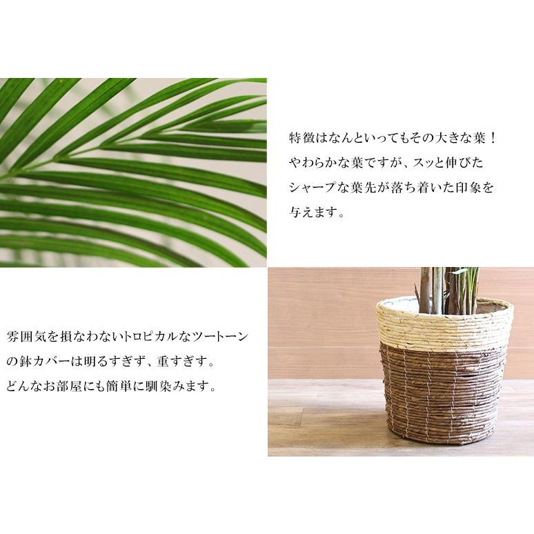 大人気 観葉植物 大型 アレカヤシ 10号鉢 カゴ 選べる鉢 ヤシ 新築