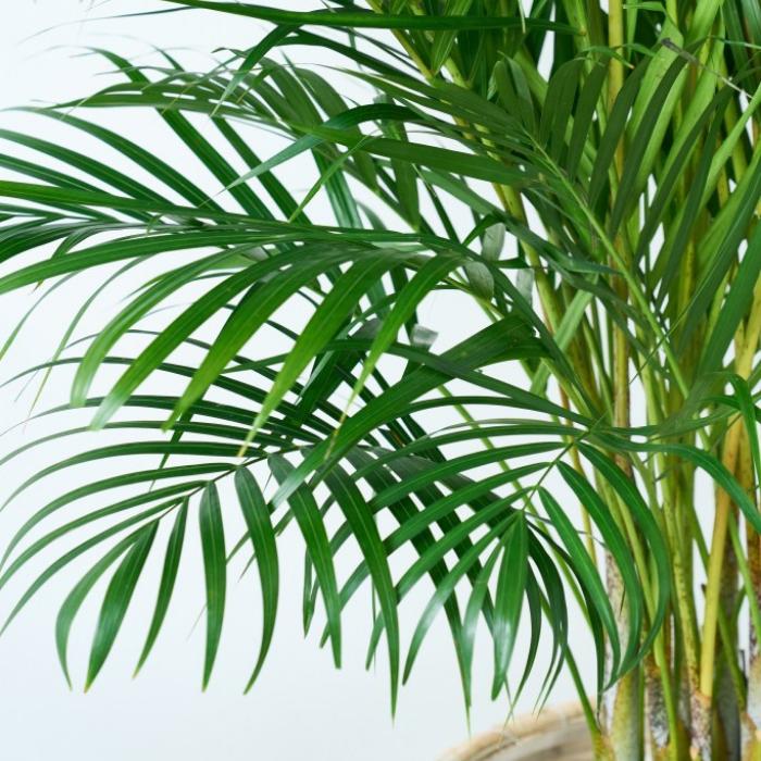 大人気 観葉植物 大型 アレカヤシ 10号鉢 カゴ 選べる鉢 ヤシ 新築