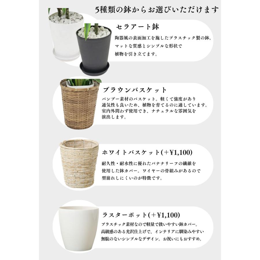 大人気 観葉植物 大型 アレカヤシ 10号鉢 カゴ 選べる鉢 ヤシ 新築