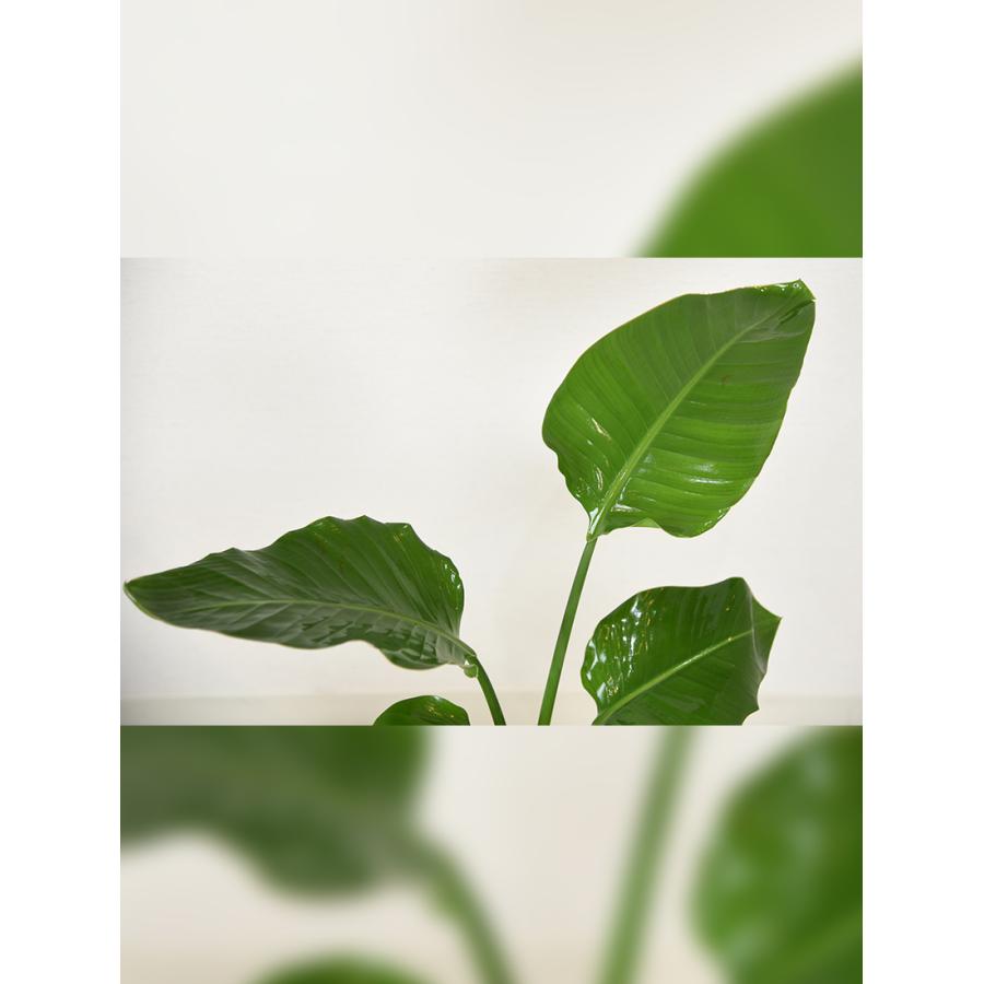 観葉植物 大型 ストレリチアオーガスタ 8号 白鉢 黒鉢 カゴ 受け皿付