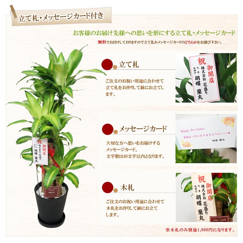観葉植物 大型 ストレリチアオーガスタ 8号 白鉢 黒鉢 カゴ 受け皿付