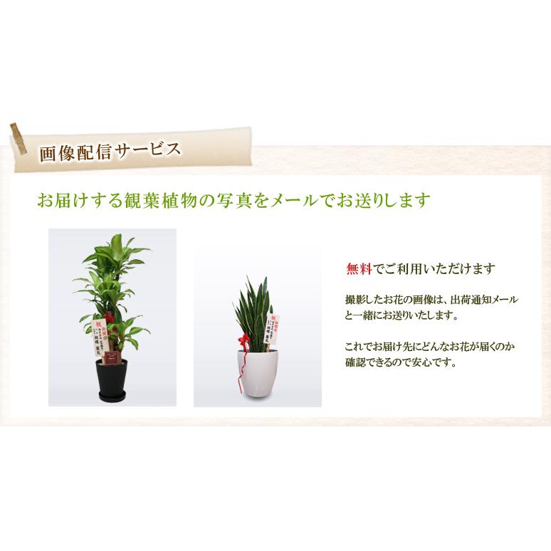 激安！　ストレチア　オーガスタ Ｆ　大型❗️ 181センチ　10号鉢 観葉植物 楽天市場】観葉植物 大型 オーガスタ ストレリチア 大鉢 10号 法人様