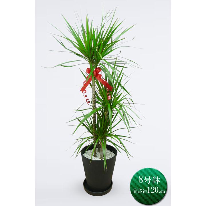 現品］4番 ドラセナ コンシンネ トリカラー 観葉植物 室内 大型 8号