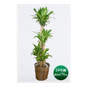 観葉植物 大型 ドラセナマッサンゲアナ 幸福の木 10号鉢 カゴ 鉢カバー