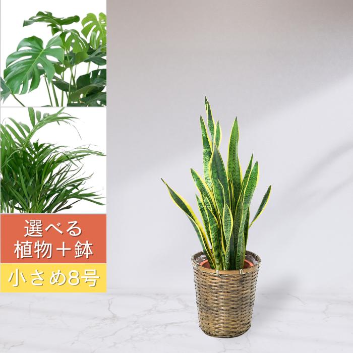 サムゲタンです♪3点セット！モンステラ1①アレカヤシ2 苗　苗木　観葉植物 選べる観葉植物 小さめ8号 サンセベリア モンステラ アレカヤシ 育て