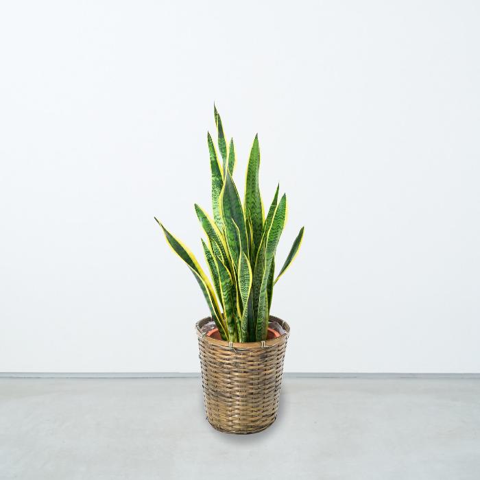 選べる観葉植物 小さめ8号 サンセベリア モンステラ アレカヤシ 育て