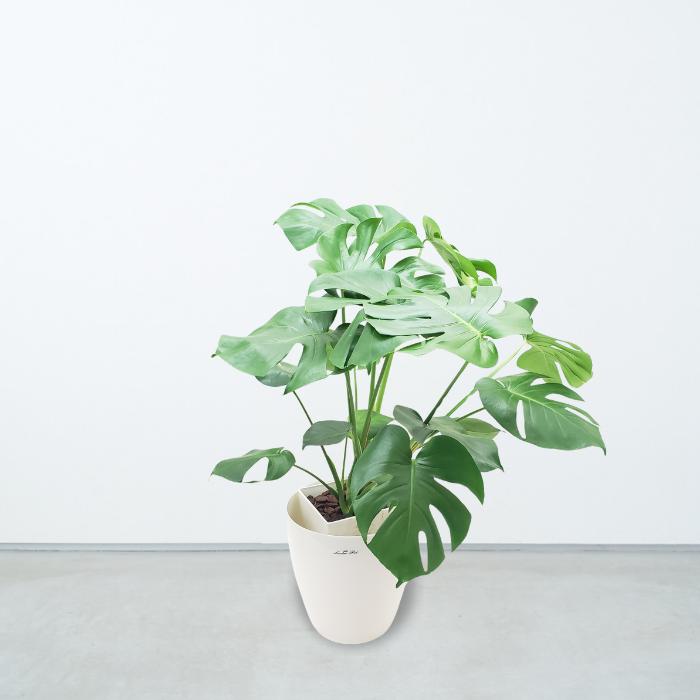 選べる観葉植物 小さめ8号 サンセベリア モンステラ アレカヤシ 育て