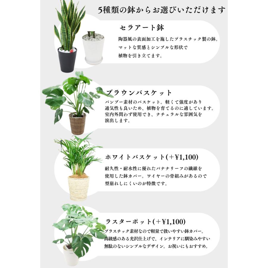 選べる観葉植物 小さめ8号 サンセベリア モンステラ アレカヤシ 育て