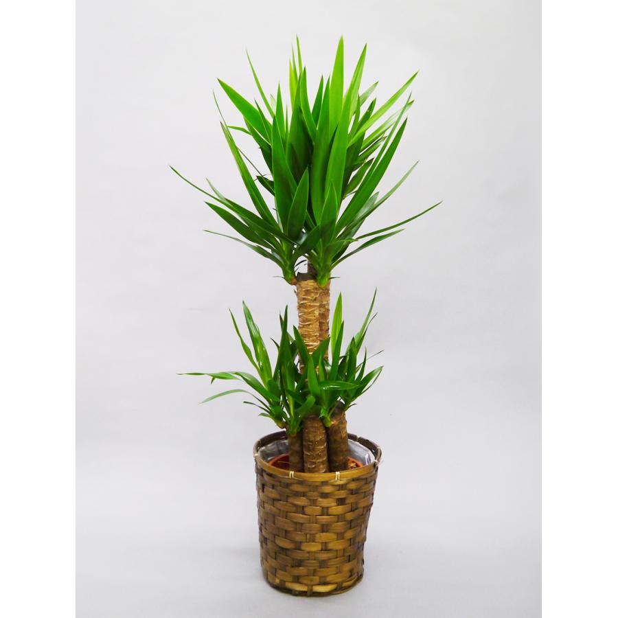 ユッカエレファンティペス120cm 観葉植物 大型 ユッカエレファンティペス 青年の木 8号 黒丸鉢白丸鉢