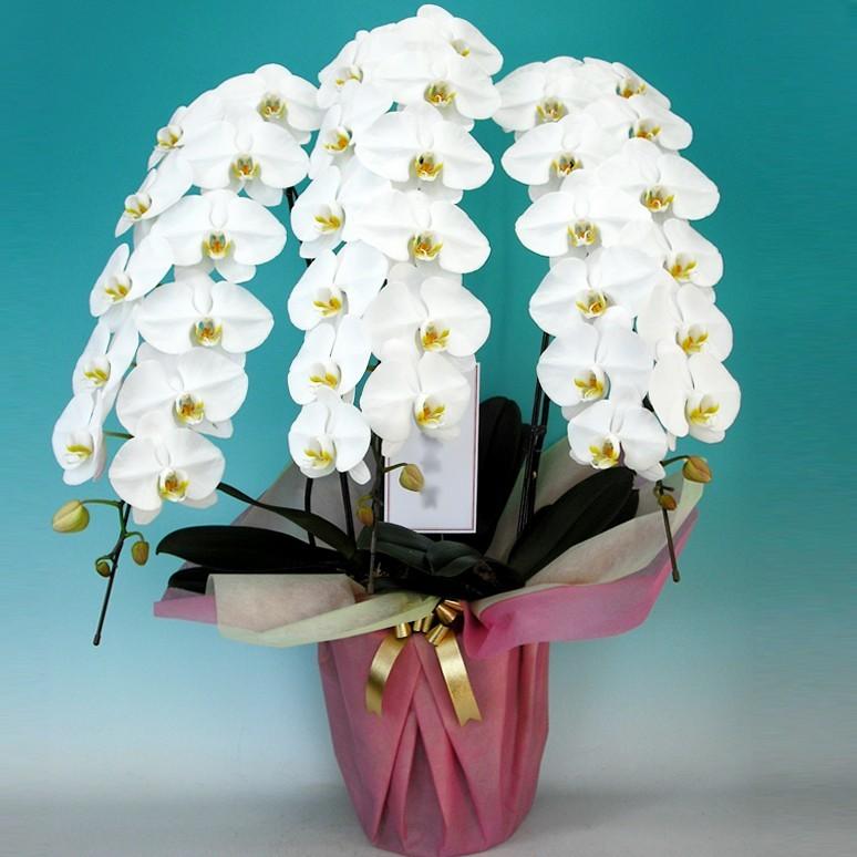 史上最も激安 胡蝶蘭 3本立ち 40輪以上保証 蕾含む 30 000円 税抜 コチョウラン 開店祝い 開業祝い 新築祝い 各種お祝い ギフトに