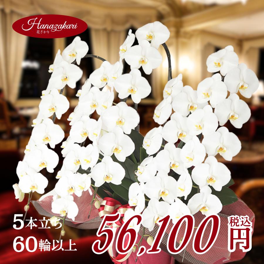 新着 胡蝶蘭 5本立ち 60輪以上保証 蕾含む コチョウラン 就任祝い 開店祝い 開業祝い 新築祝い 各種お祝い ギフトに