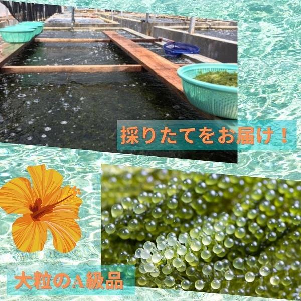 送料無料 海ぶどう 沖縄県産 海ぶどう 専用タレ付き【300g】 A級品大粒 海洋深層水で育てた 高品質 ポイント消化 食品 おすすめ｜hanazonoshop｜02