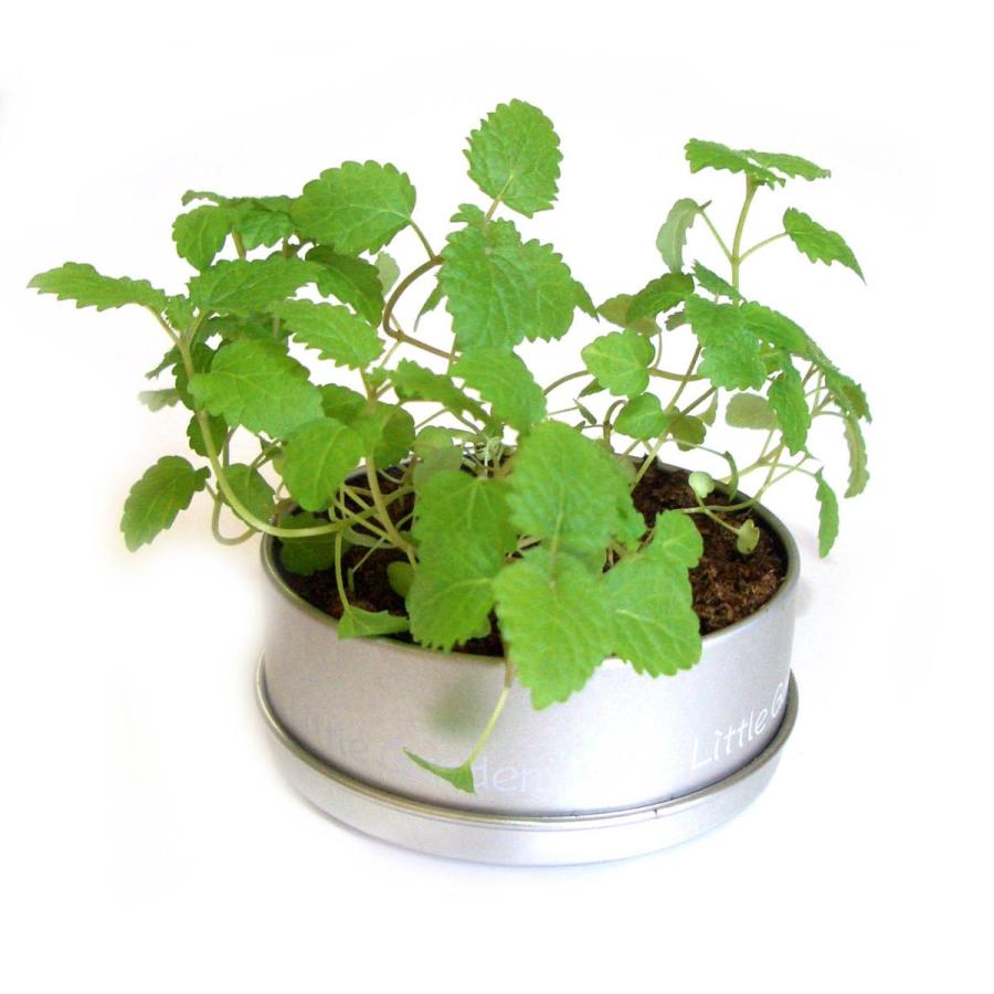 お家で楽しもう 栽培キット 栽培セット 可愛い インテリア お洒落 親子で楽しめる ギフトにも最適 室内 ミント 野菜 ミニサイズ 自宅で過ごそう Sa12sa13sa14sa15sa16sa17sa18 Handliberte 通販 Yahoo ショッピング