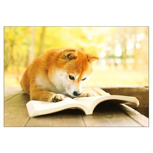 ピンナップ ポストカード 犬 読書 Ak22 東急ハンズ 東急ハンズ Paypayモール店 通販 Paypayモール