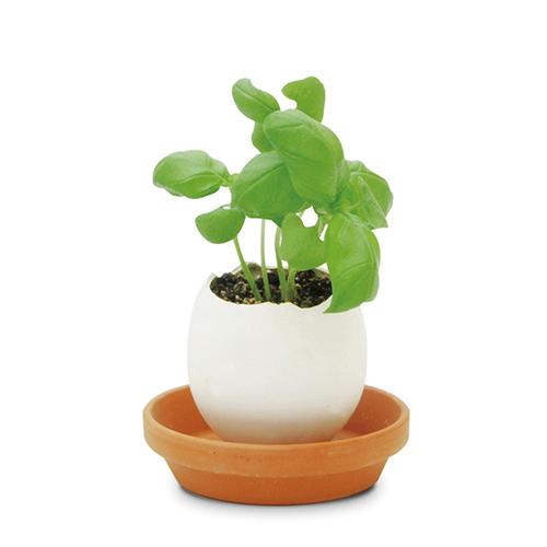 聖新陶芸 エッグリングクリアパッケージバジル 園芸用品 ミニ盆栽 栽培キット 東急ハンズ 東急ハンズ Paypayモール店 通販 Paypayモール