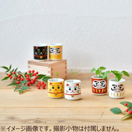 超特価 聖新陶芸 お芽でたおちょこ招き白 Gd914 1 園芸用品 ミニ盆栽 栽培キット 東急ハンズ Kanoonostadan Com