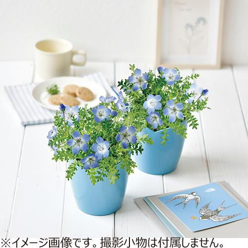 聖新陶芸　空色の花　ネモフィラ栽培セット　GD929 ハンズ |  | 02