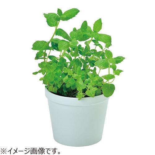 聖新陶芸 レシピ付き栽培セット Gd951 1 ミント 園芸用品 ミニ盆栽 栽培キット 東急ハンズ 東急ハンズ Paypayモール店 通販 Paypayモール