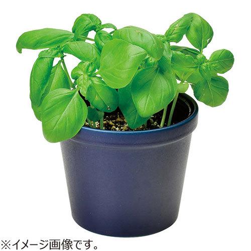 100 本物 聖新陶芸 レシピ付き栽培セット Gd951 3 バジル 園芸用品 ミニ盆栽 栽培キット 東急ハンズ Riosmauricio Com