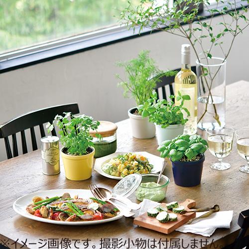 100 本物 聖新陶芸 レシピ付き栽培セット Gd951 3 バジル 園芸用品 ミニ盆栽 栽培キット 東急ハンズ Riosmauricio Com