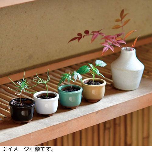 聖新陶芸 HACOMAME盆栽栽培セット GD965‐3 もみじ ハンズ : ハンズ