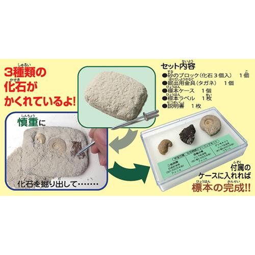 東京サイエンス 化石発掘クリーニングセット 新生代編 ハンズ : ハンズ