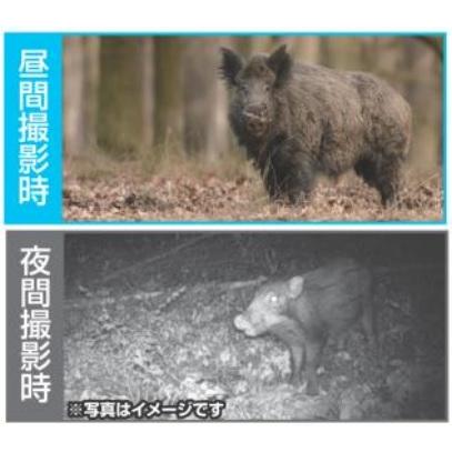 ネクストアグリ 見張り番カメラ 防犯くん BK-1 : ハンズコテラ Yahoo