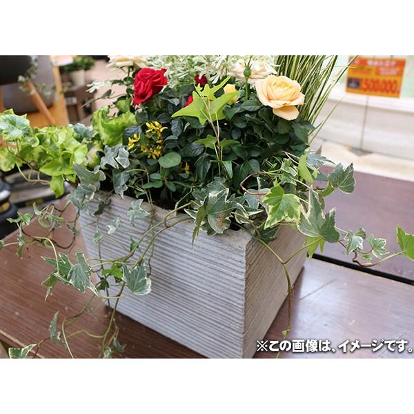 植木鉢 ファイバークレイ ストライプ 角型 50×46 送料別 大型・割れ物