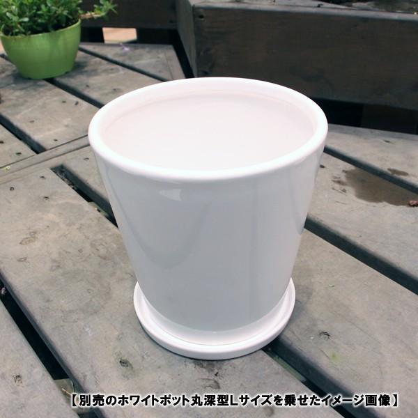陶器鉢 植木鉢用 皿 ホワイトポット受け皿 丸型 直径15cm Diyホームセンター ハンズマン 通販 Yahoo ショッピング