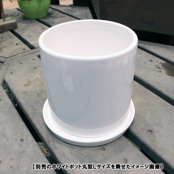 陶器鉢 植木鉢用 皿 ホワイトポット受け皿 丸型 直径20cm 陶器鉢 植木鉢用 皿 ホワイトポット受け皿 丸型 直径20cm