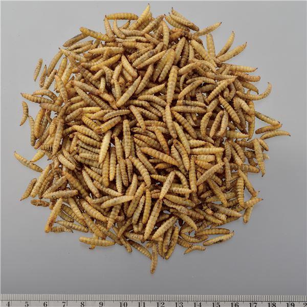 （まとめ） RepDeli バグプレミアム 45g （ペット用品） 〔×10セット〕 |  | 02