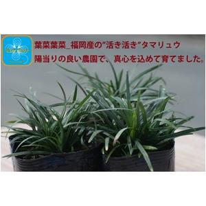 産地直送 　とっても元気なタマリュウ（玉竜）2.5号　40ポット　（約1平方メートル分） |  | 01