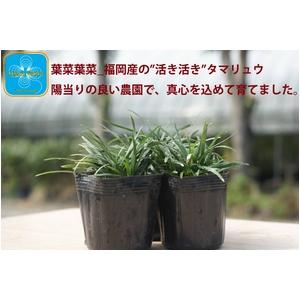 産地直送 　とっても元気なタマリュウ（玉竜）2.5号　120ポット　（約3平方メートル分） |  | 02