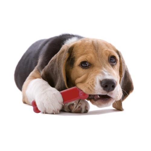 犬おもちゃ アメリカRuffdawg USA製のおもちゃ ラフボーンL ミント味 |  | 01