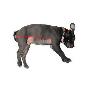 Walkin' Wheels 折りたたみ式犬用車いす Walkin´ Wheels 折りたたみ式犬用車いす