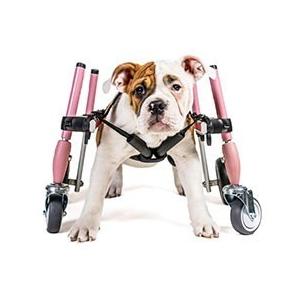 Walkin' Wheels 折りたたみ式犬用車いす Amazon.co.jp: Walkin' Wheels 小型犬用車椅子、後脚用軽量犬用