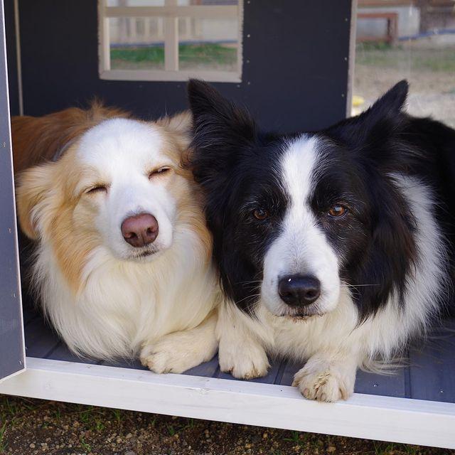 幅130センチ 人気 おしゃれ 超大型犬用犬小屋 ニューホームタウン
