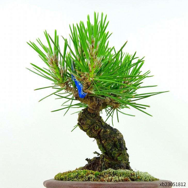 盆栽 松 黒松 樹高 約16cm くろまつ Pinus thunbergii クロマツ