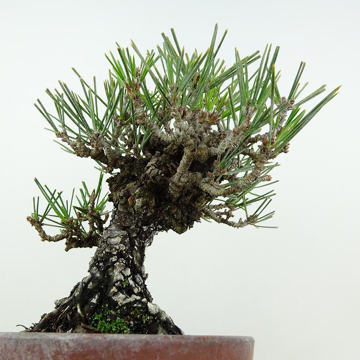 盆栽 松 黒松 錦松 樹高 約16cm にしきまつ Pinus thunbergii