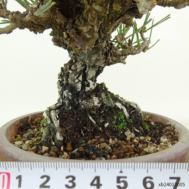 盆栽 松 黒松 錦松 樹高 約16cm にしきまつ Pinus thunbergii 盆栽 松 黒松 錦松 樹高 約16cm にしきまつ Pinus thunbergii