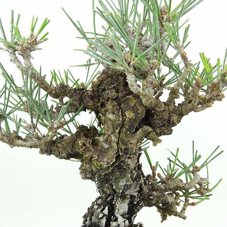 盆栽 松 黒松 錦松 樹高 約16cm にしきまつ Pinus thunbergii 盆栽 松 黒松 錦松 樹高 約16cm にしきまつ Pinus thunbergii