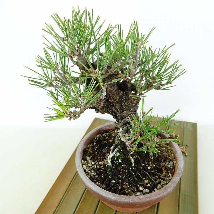 盆栽 松 黒松 錦松 樹高 約16cm にしきまつ Pinus thunbergii 盆栽 松 黒松 錦松 樹高 約16cm にしきまつ Pinus thunbergii